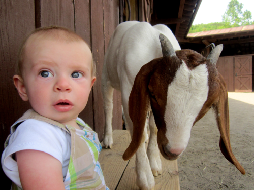 Baby on Asheville u-pick farm