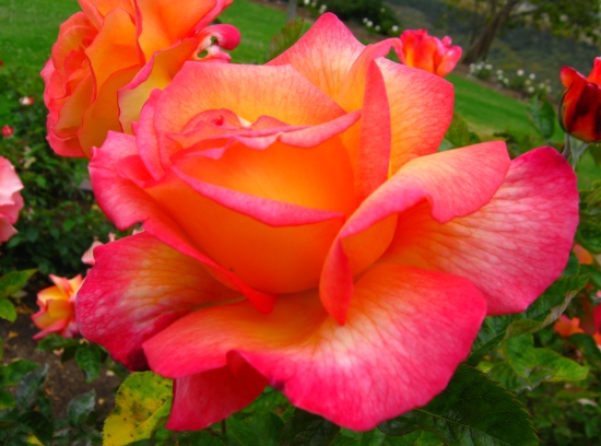 Stop To Smell The Roses In San Diego S Balboa Park