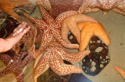 Starfish at the Santa Monica Aquarium