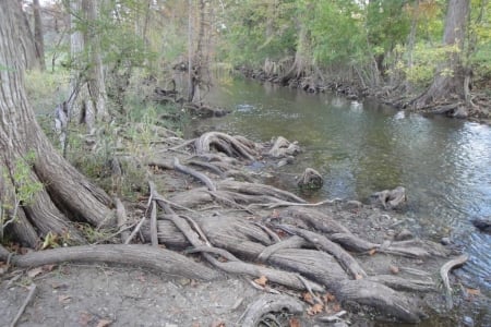 Have a picnic at this lovely spot at the Cibolo Nature Center, near the beautiful creek and the twisted roots of tall trees