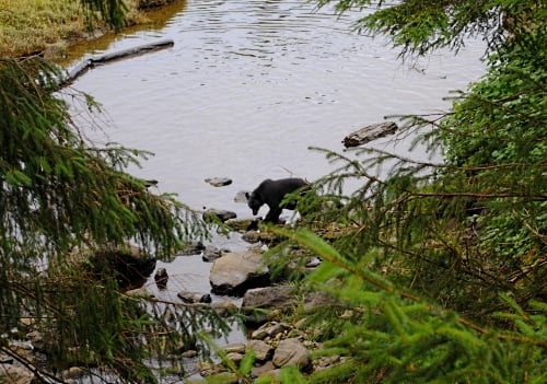 Searching for Bears in Ketchikan, Alaska (Celebrity Cruise)