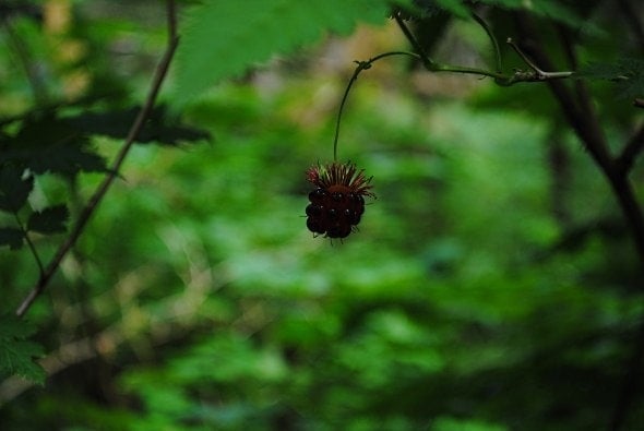 A wild berry in the Tongass National Forest