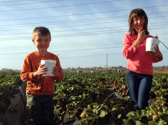 Stawberry picking with kids in Carlsbad just got more expensive!