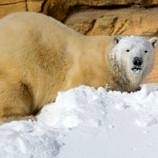 Journey to Churchill Polar Bear