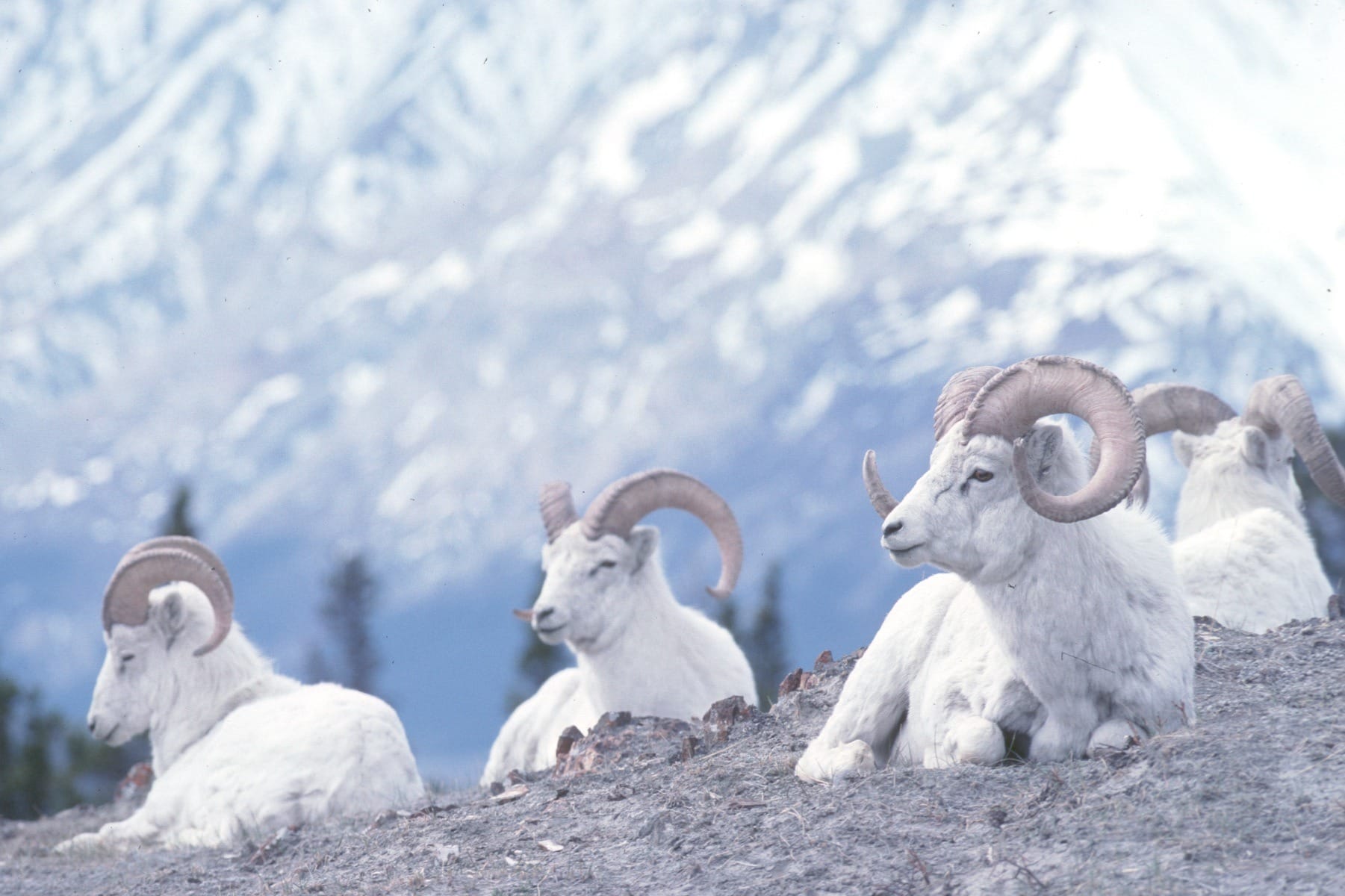 Dall sheep are abundant in Kluane National Park ~ Northern Lights and Beyond in Canada's Yukon with Kids