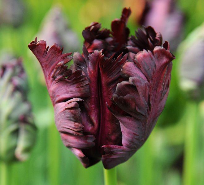 A beautiful and unique black tulip in Keukenhof Gardens