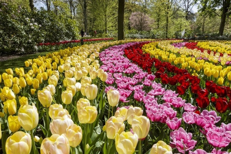 Tiptoe through the Tulips at Keukenhof Gardens - A Day Trip from Amsterdam 