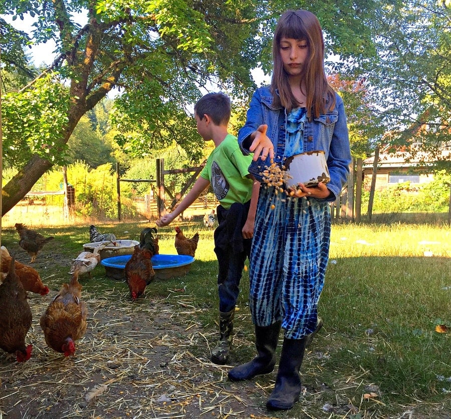 Feeding chickens and ducks at Leaping Lamb Farm in Alsea, Oregon