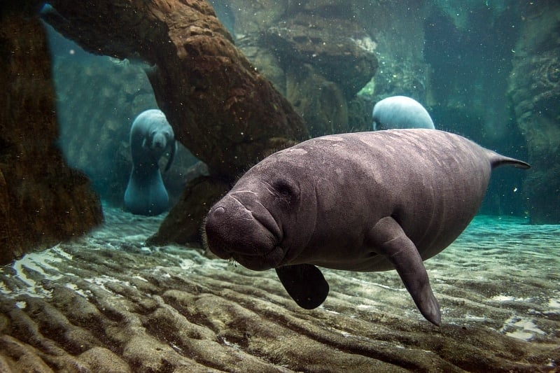 A portrait of a baby manatee ~ swimming with manatees