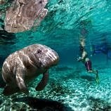 Swimming with manatees in Florida