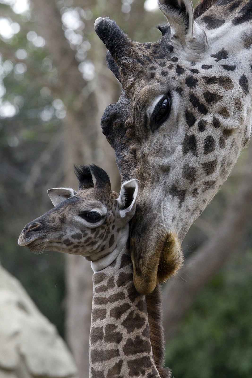 A baby and mama giraffe cuddling