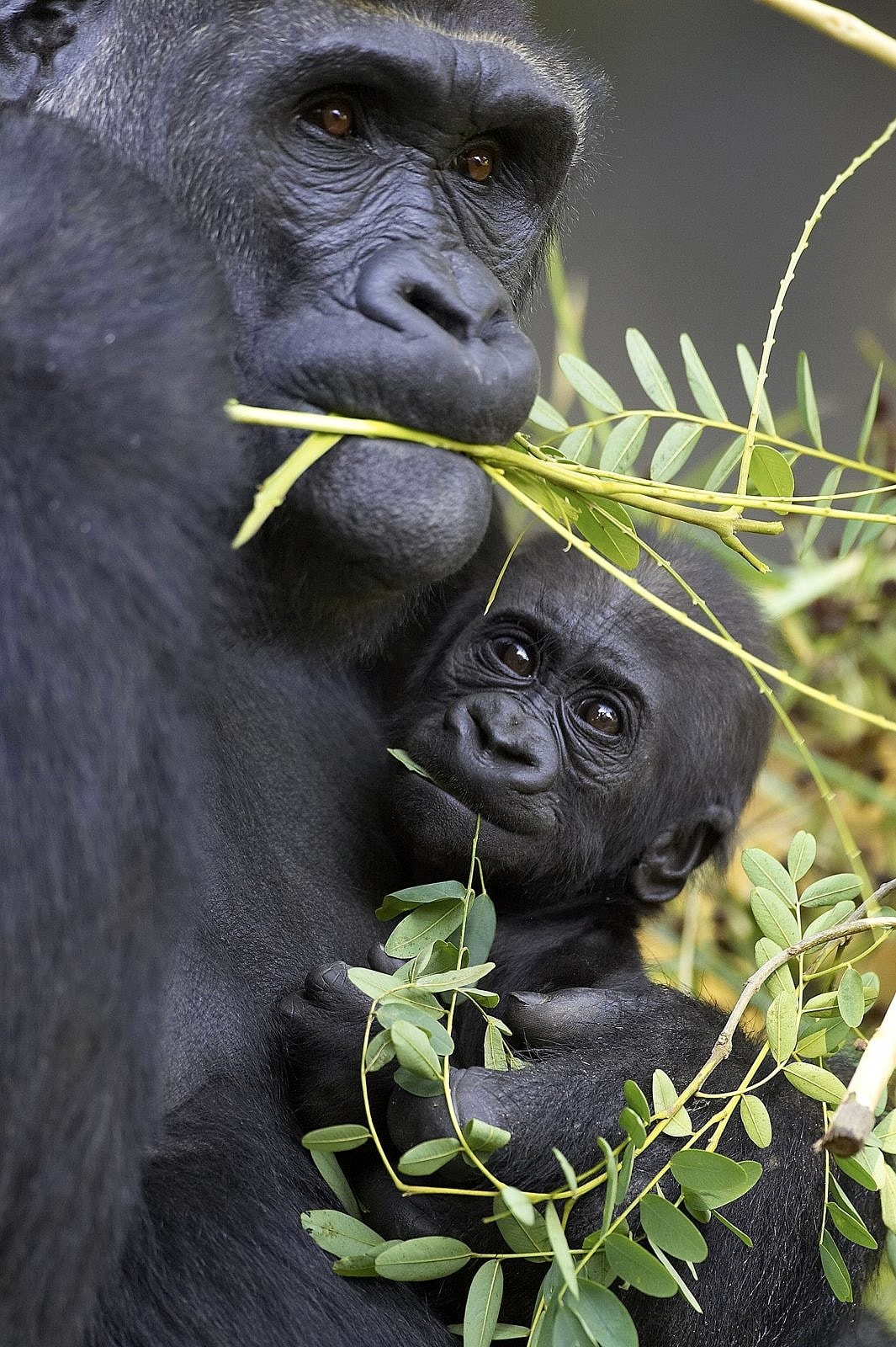 A mama gorilla and her baby at San Diego Zoo with kids