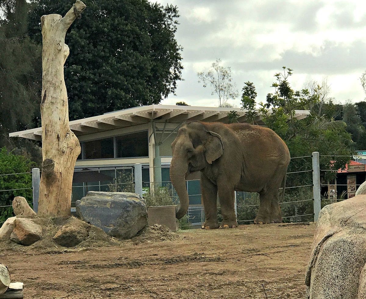 Elephant at the San Diego Zoo 