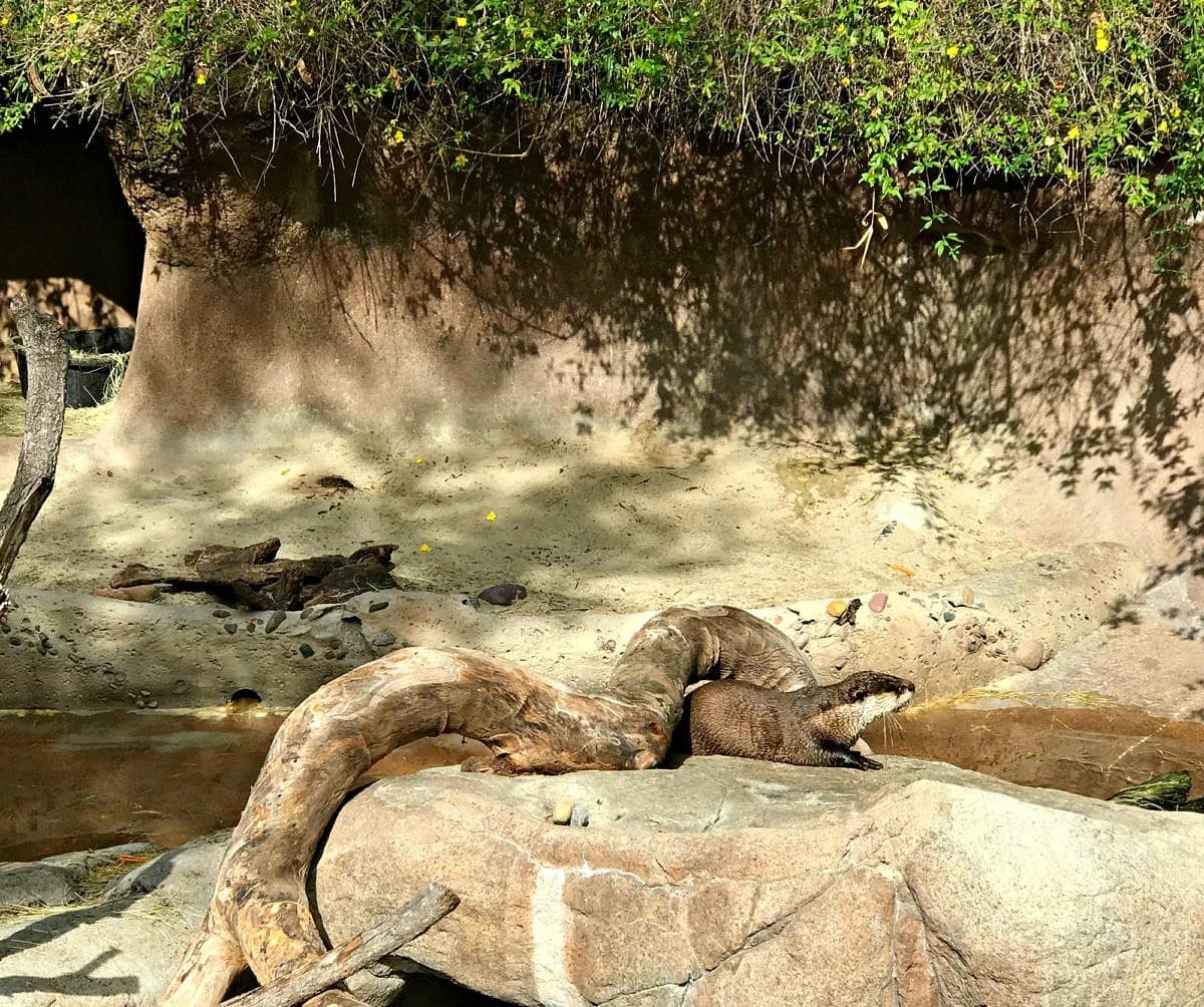 Otters at San Diego Zoo