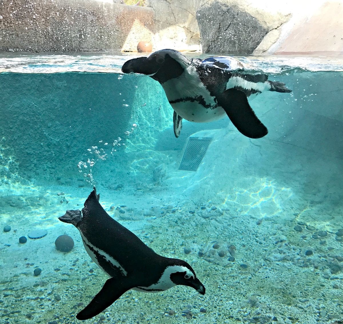 Penguins playing at the San Diego Zoo