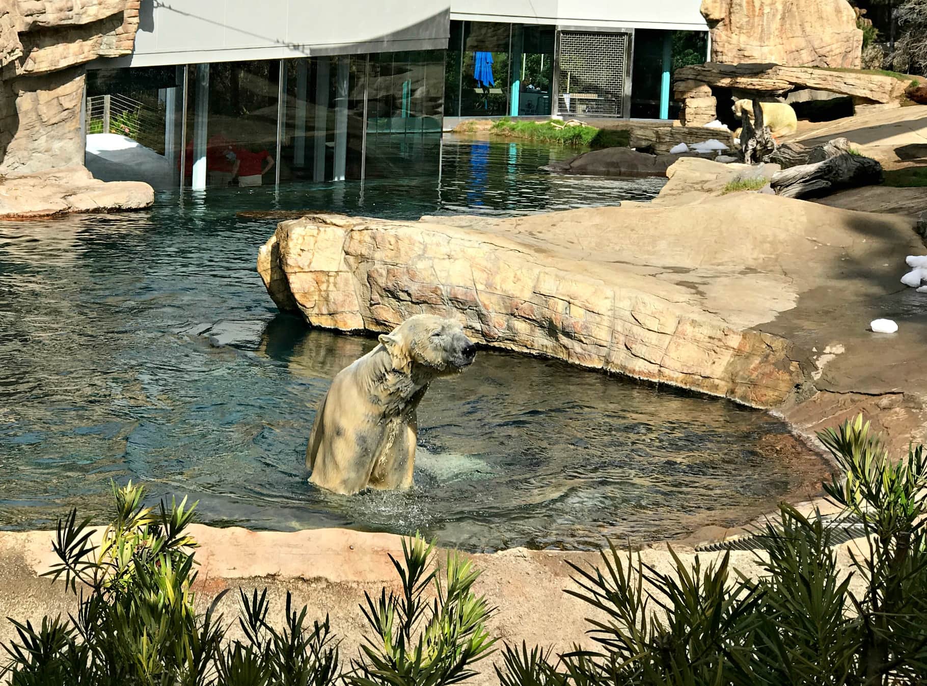 A polar bear taking a swim to cool off during a visit to San Diego Zoo with kids