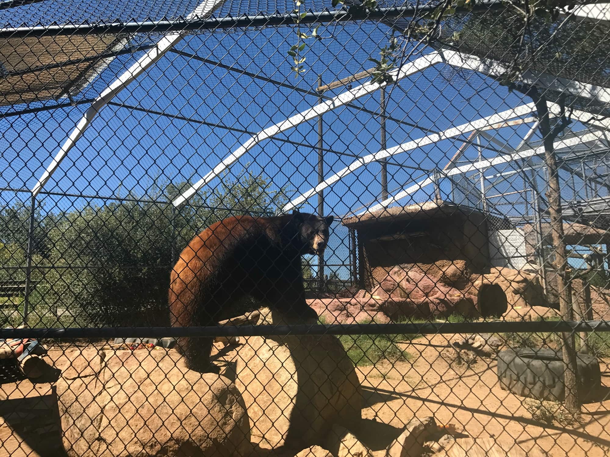 This bear sure loved munching on the apples, avocados, fish, and pineapples that had been placed around his enclosure at Heritage Park Zoological Sanctuary 
