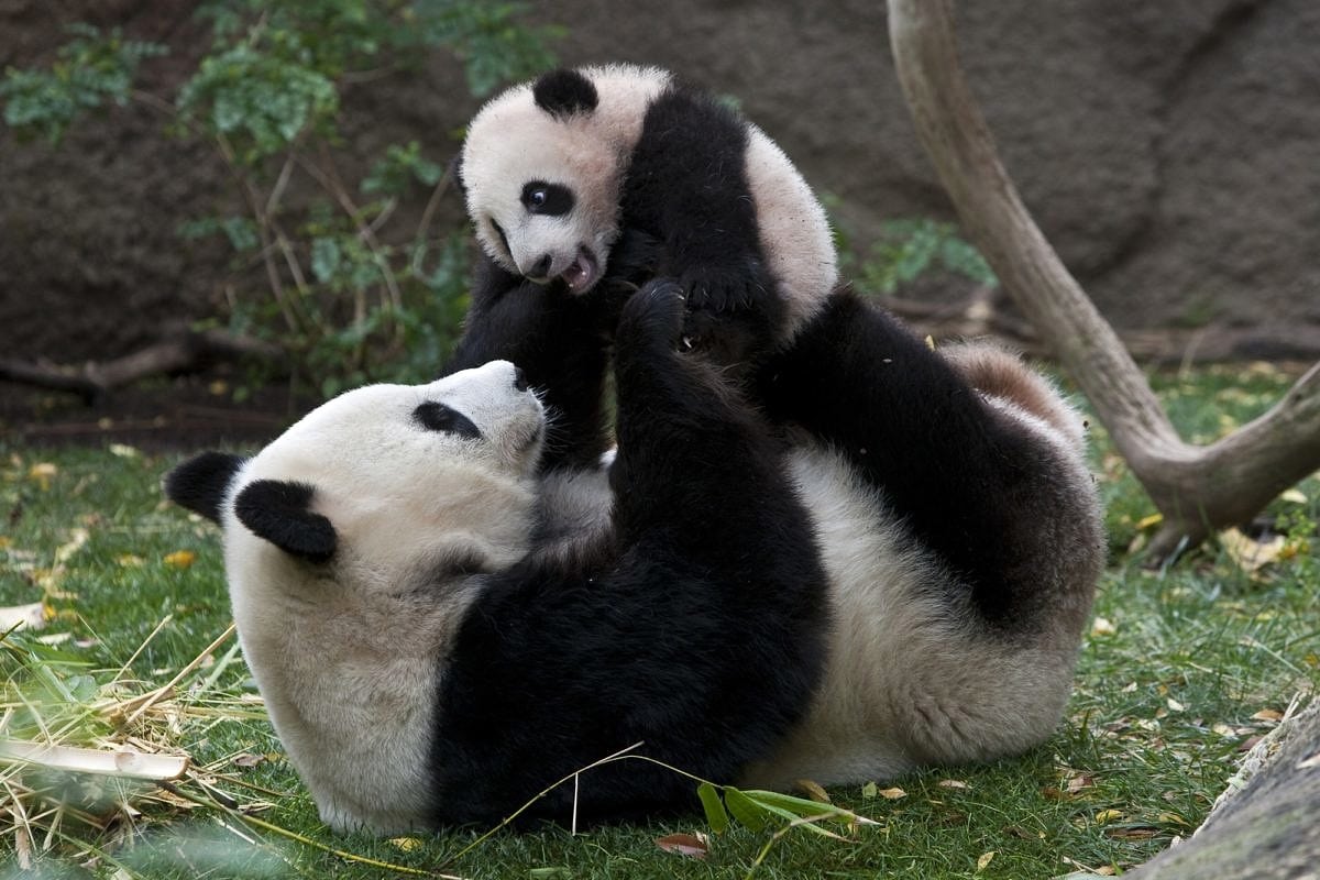 Pandas at San Diego Zoo