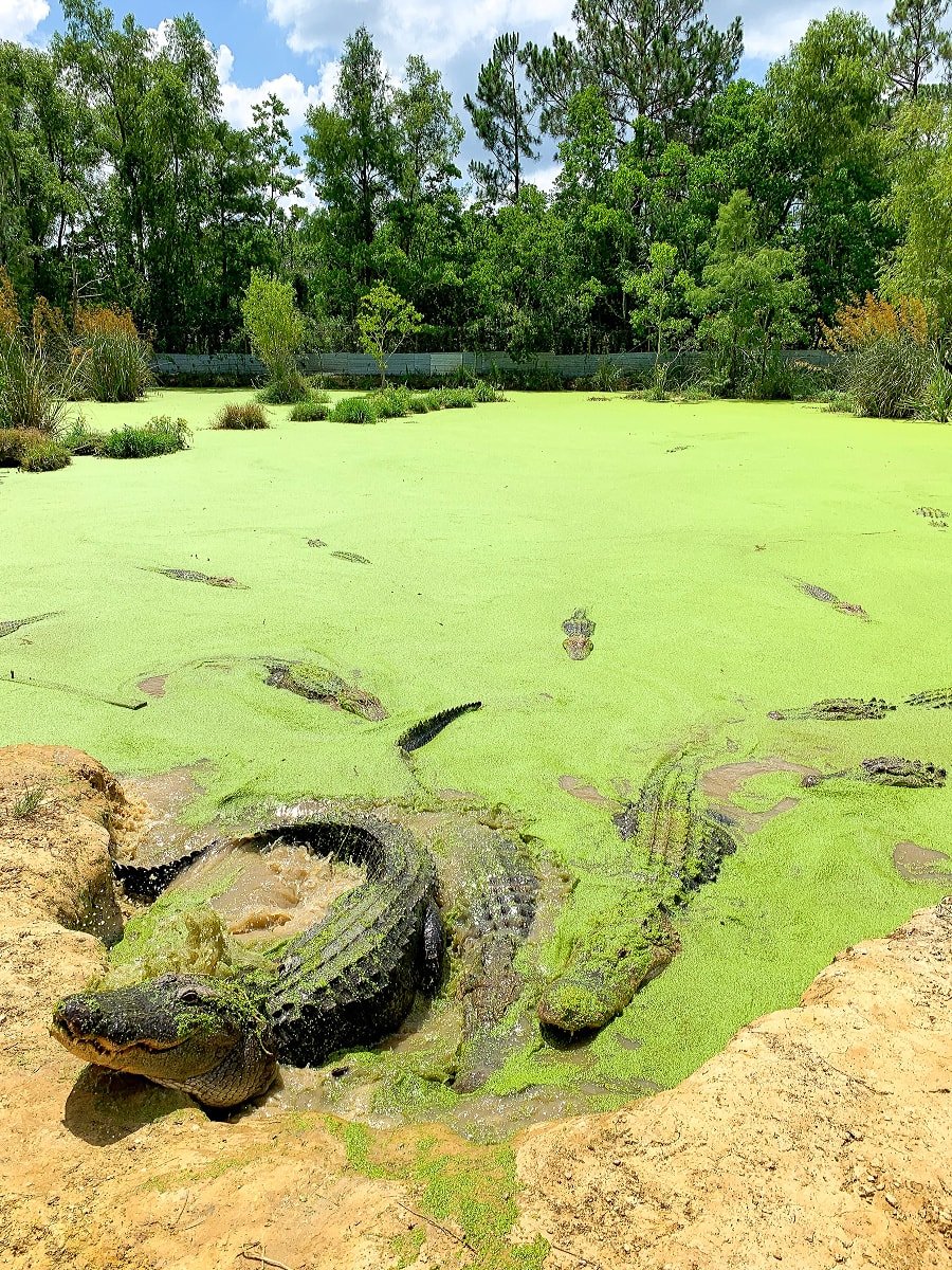 Feed alligators at Gulf Coast Gator Ranch & Airboat Tours in Mississippi Gulf Coast with kids