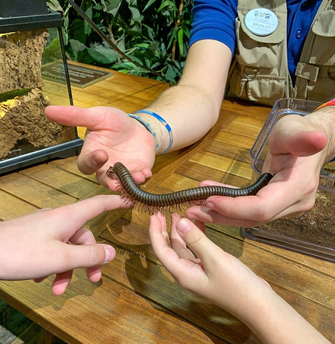 Touching a millipede at the Audubon Insectorium in New Orleans