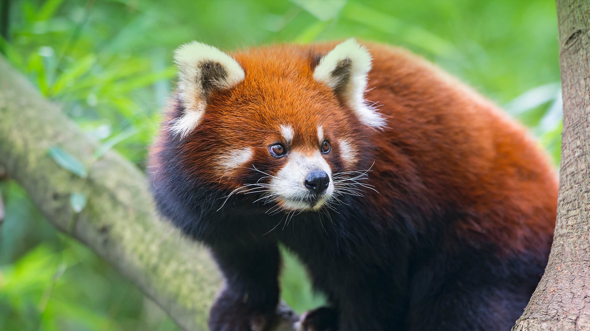 Red panda at the San Diego Zoo