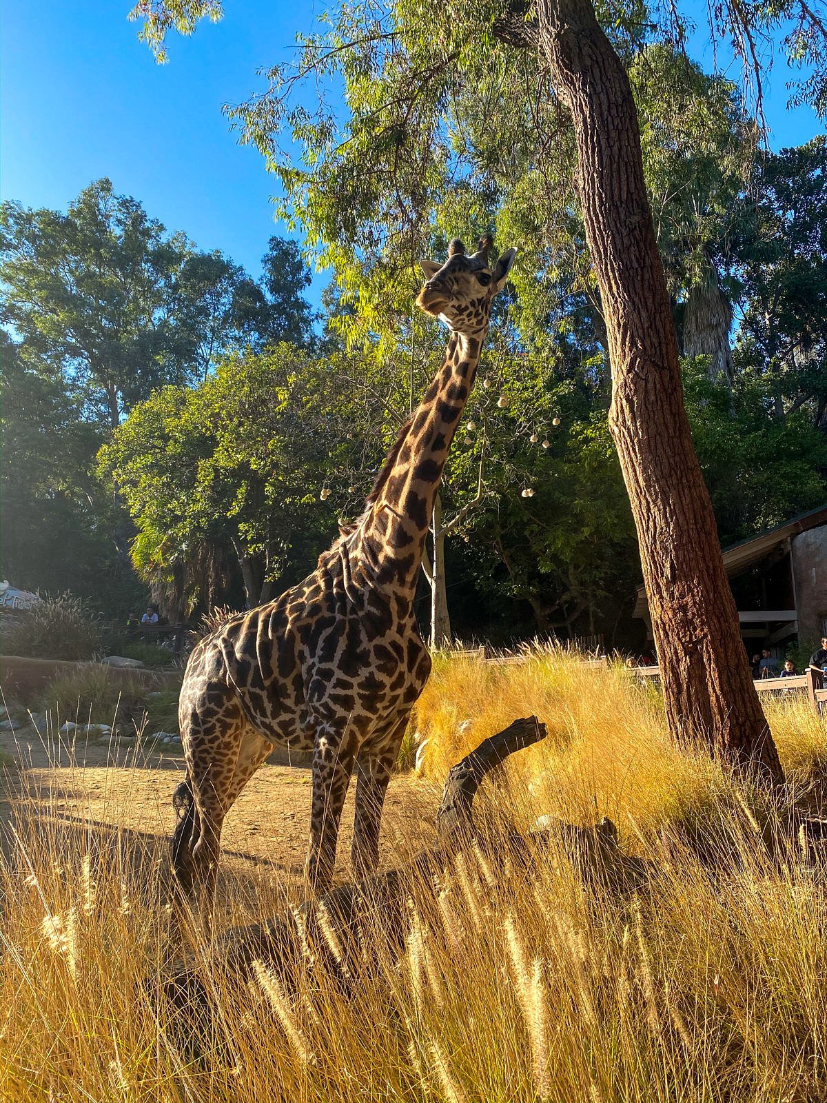Giraffe at the Los Angeles Zoo