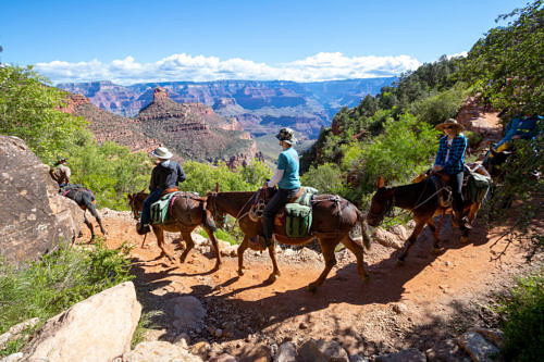 18 Grand Canyon with Kids Tips & Best Activities