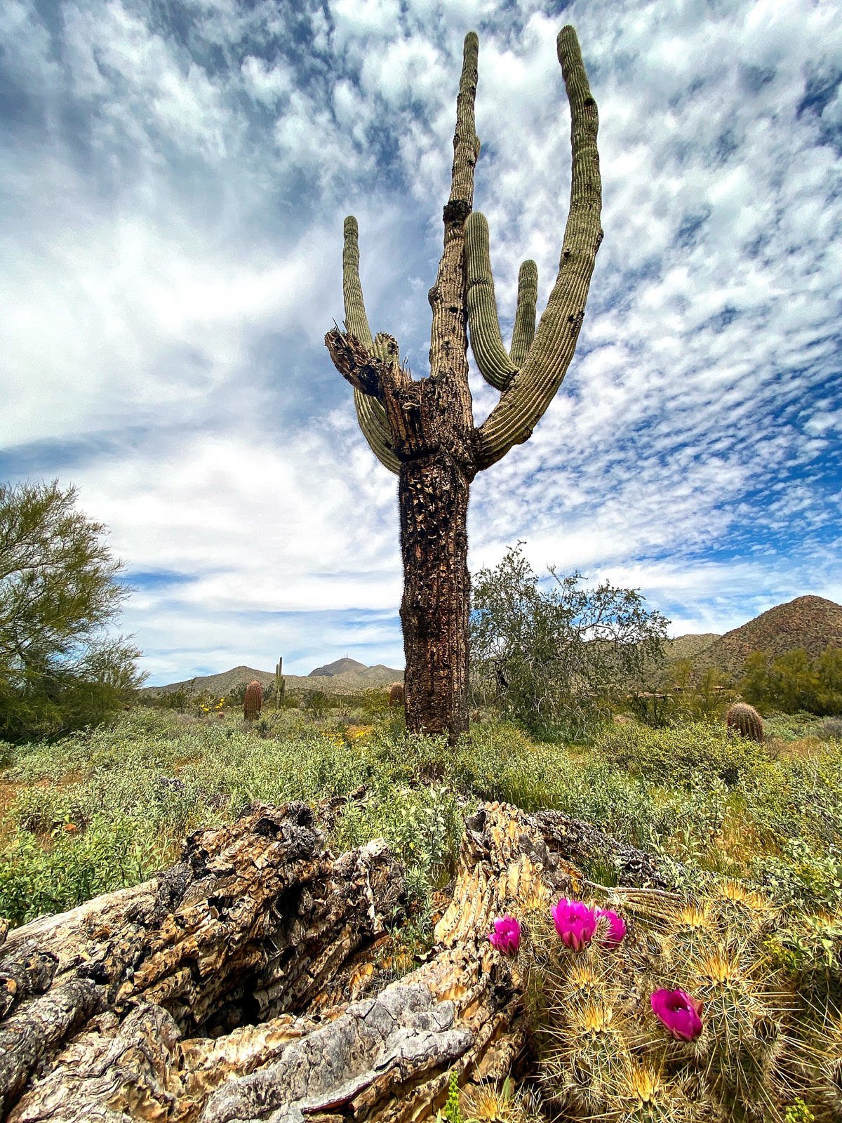 Saguaro and pink cactus flowers
