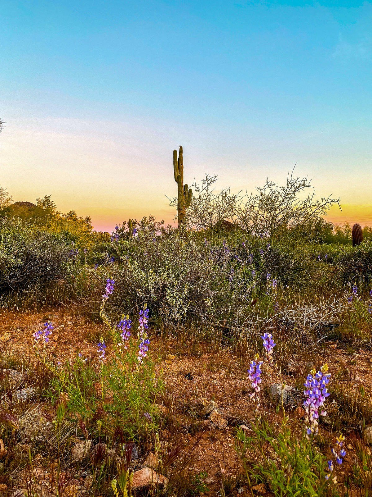 Purple wildflowers in the Sonoran Desert