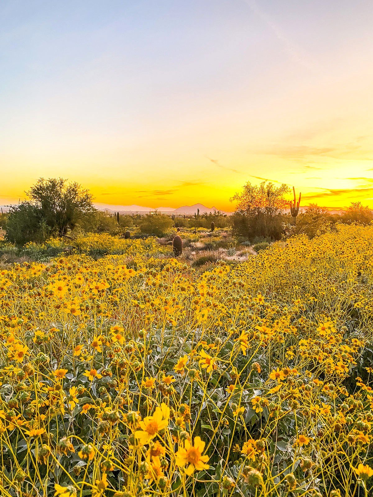 Yellow field of flowers in the desert