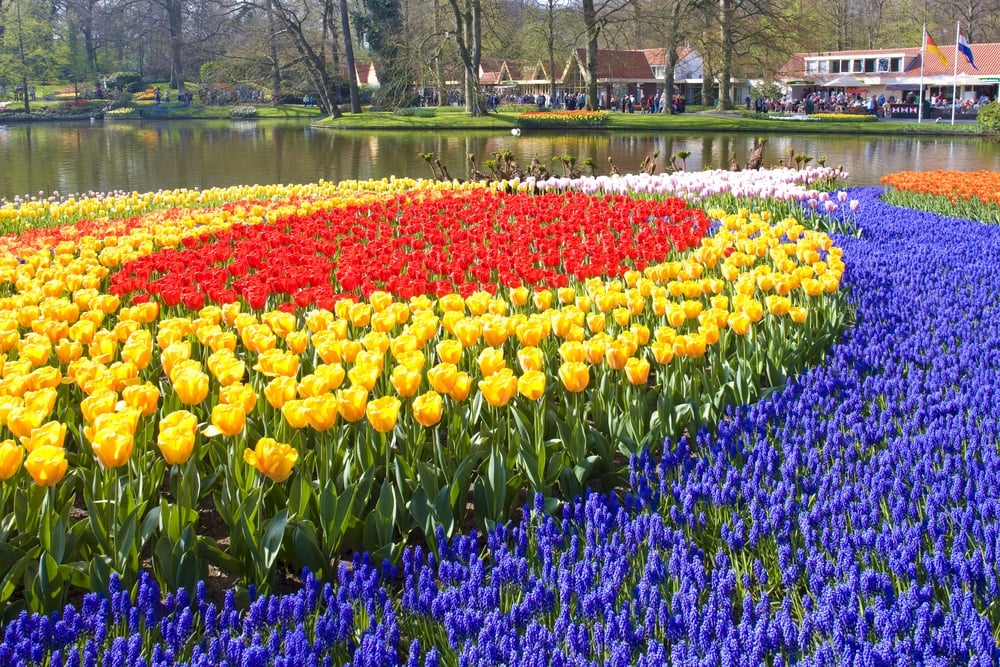 Keukenhof Gardens in Holland 
