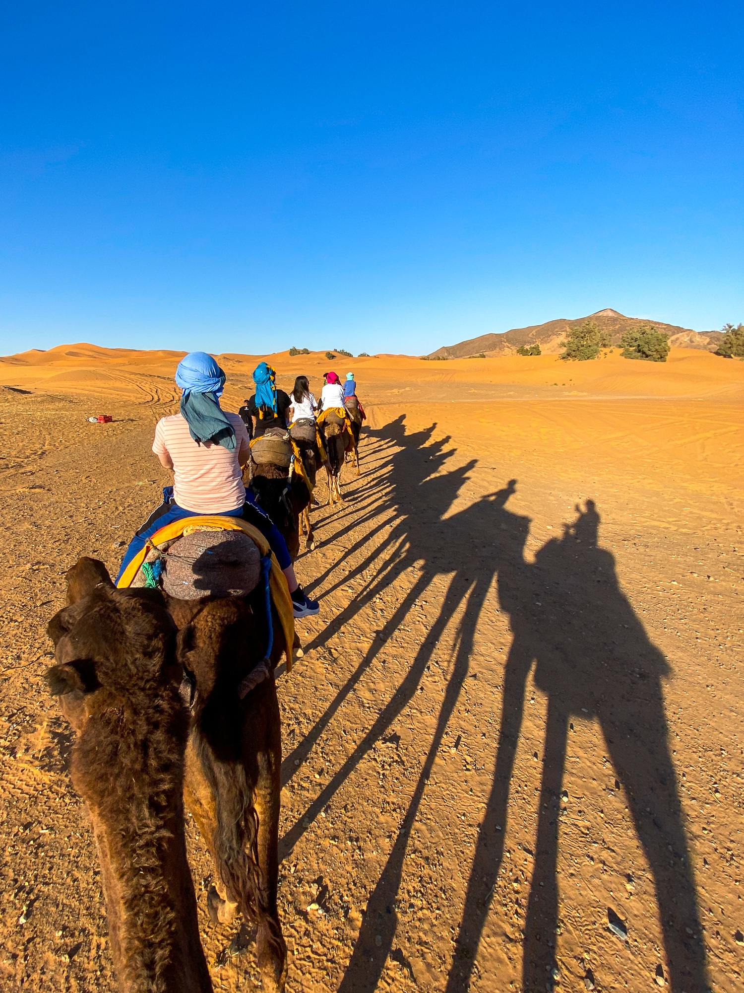 Camel shadows in the Saharan Desert