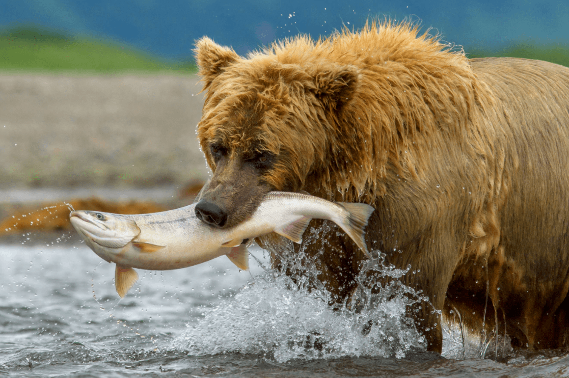 Disney Bears mom catching a fish