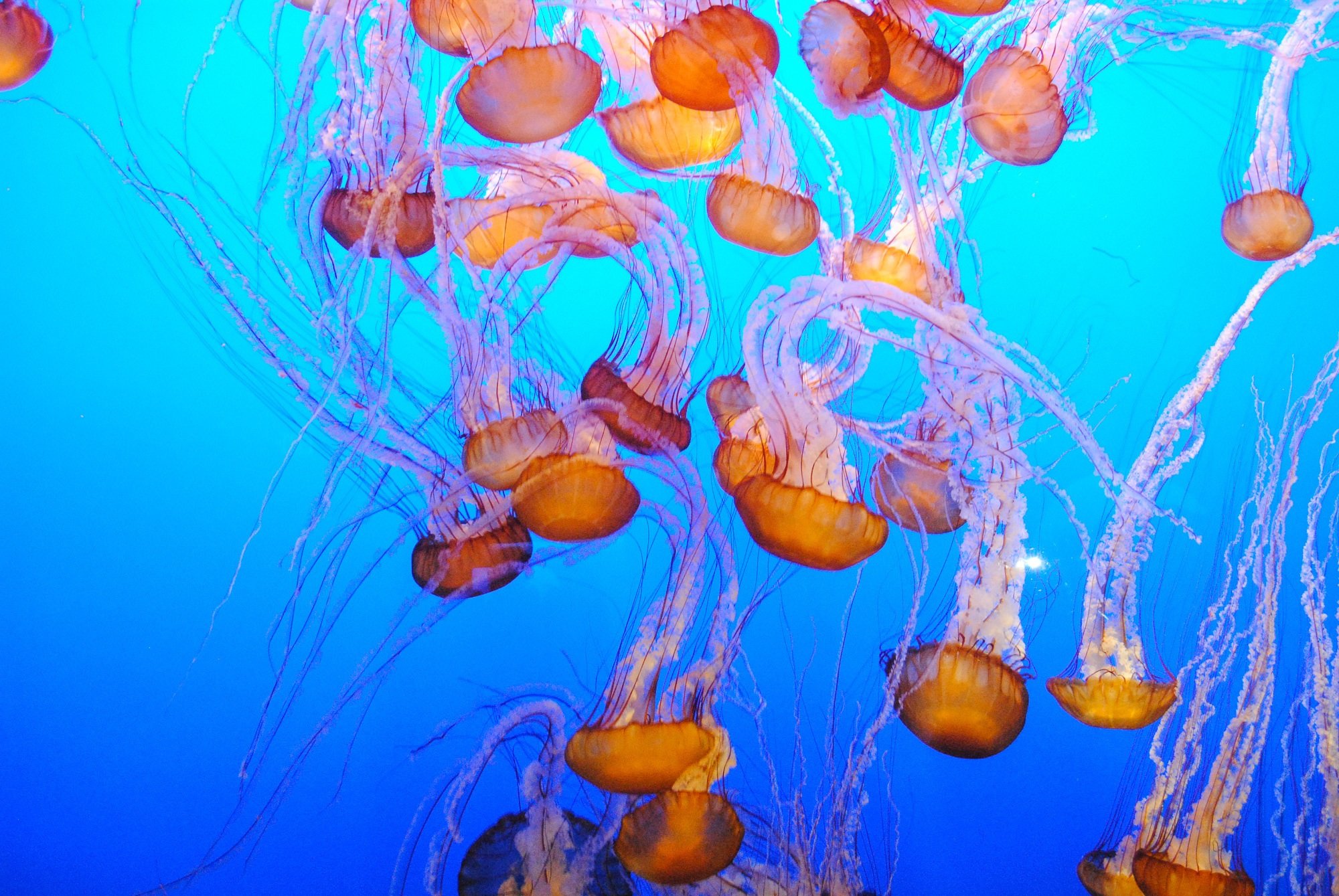 Jelly fish exhibit at Monterey Bay Aquarium