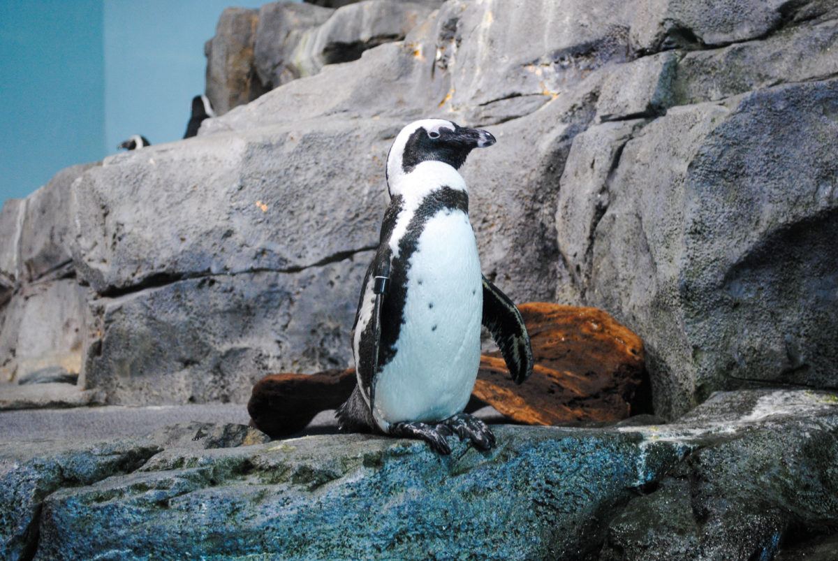 A penguin at Monterey Bay Aquarium