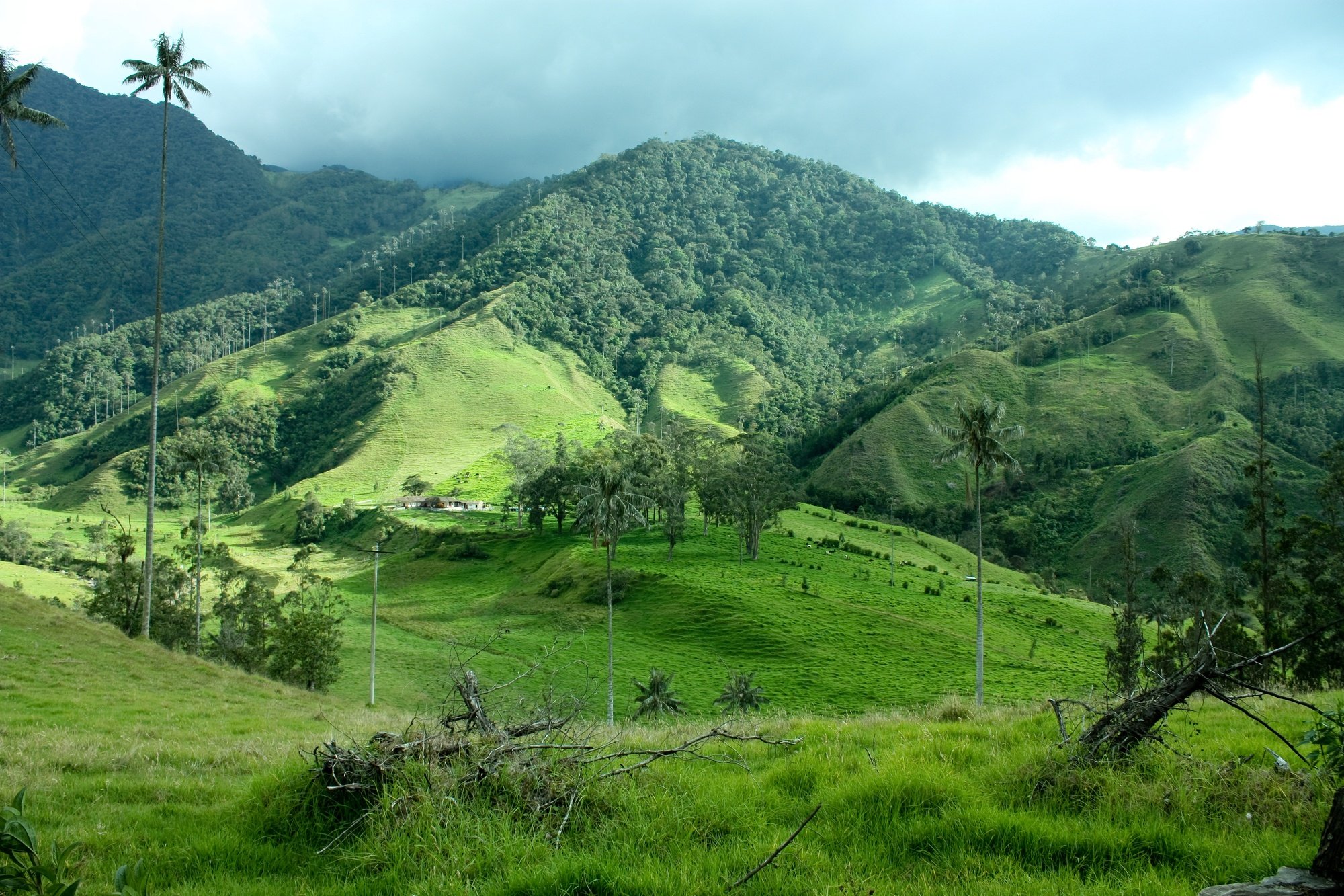 Cocora Valley, Colombia 