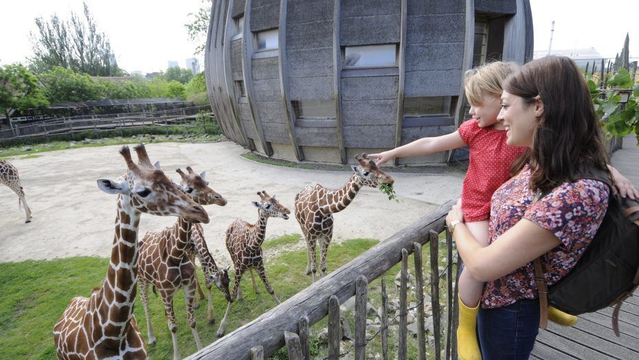 Feeding giraffes at Rotterdam Zoo with kids in the Netherlands