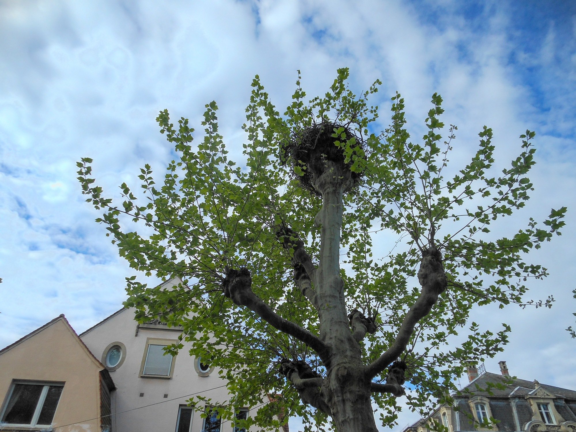 A stork nest in the neighborhood near Parc d'Orangerie