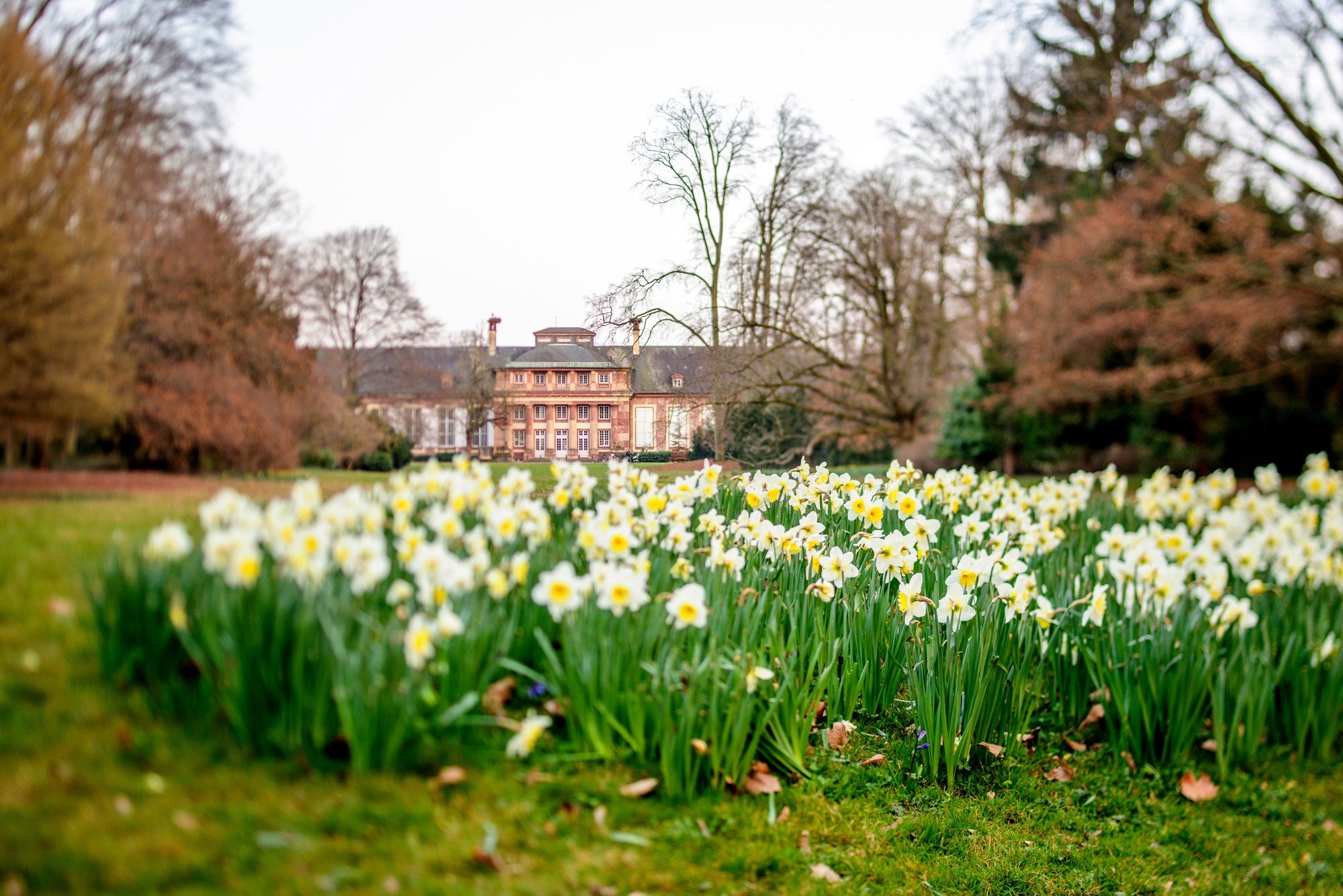 Daffodils at Parc d'Orangerie 