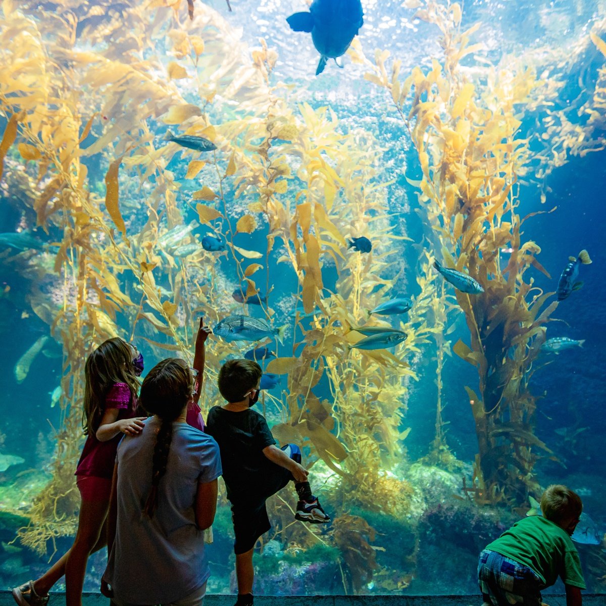 San Diego Birch Aquarium with Kids (Instead of SeaWorld)