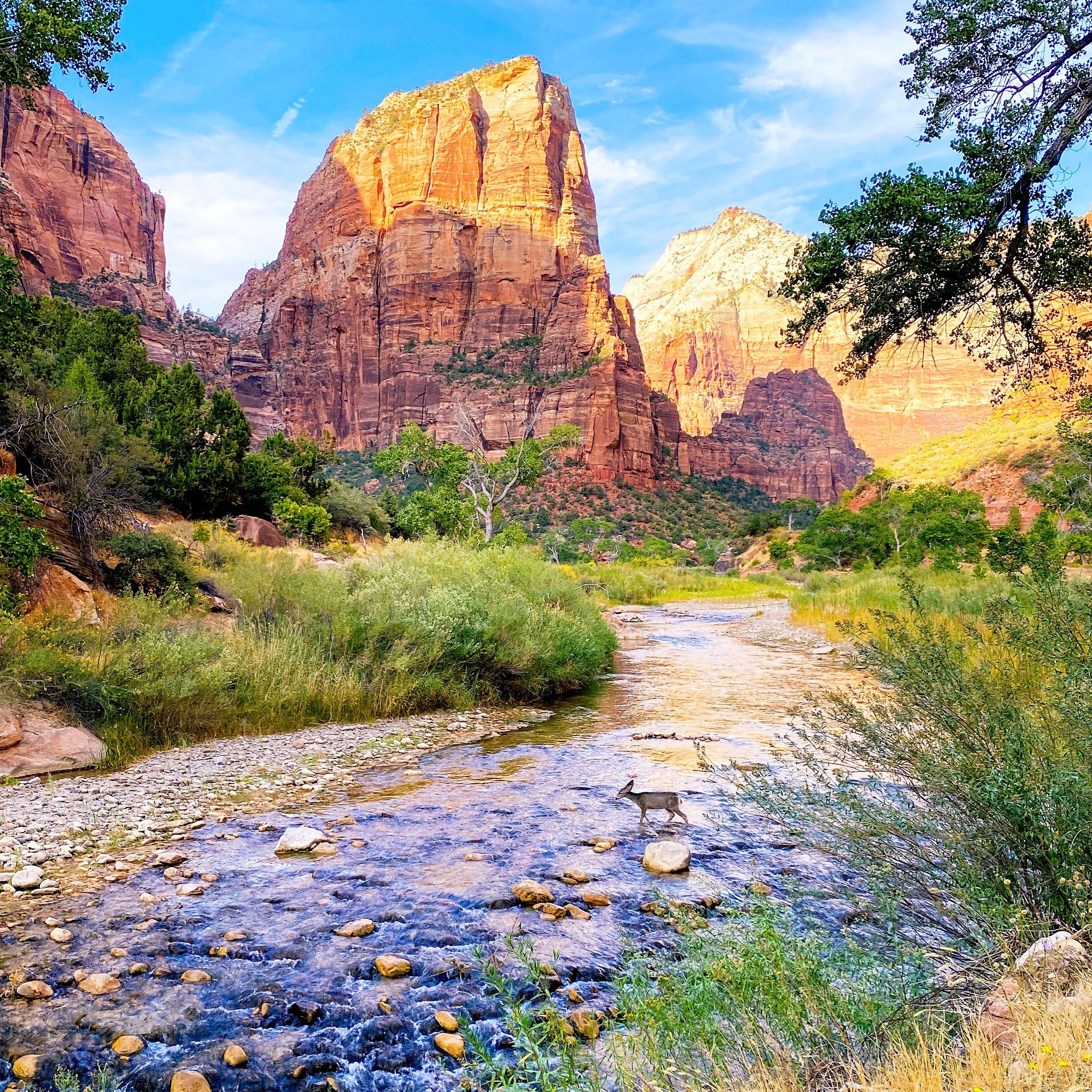 A doe crossing Virgin River in Zion Canyon National Park