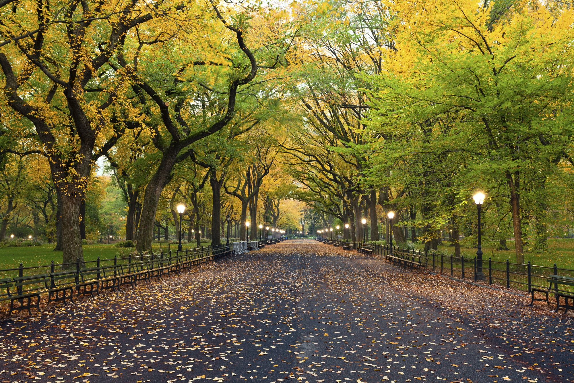 Autumn in Central Park 