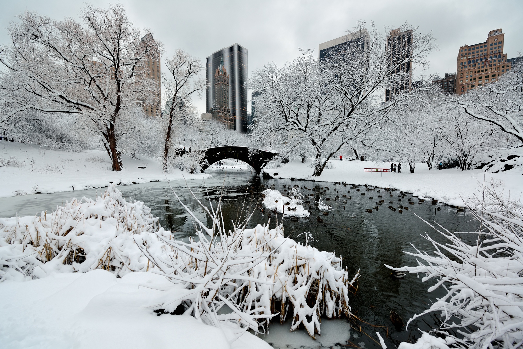 Central Park in winter 