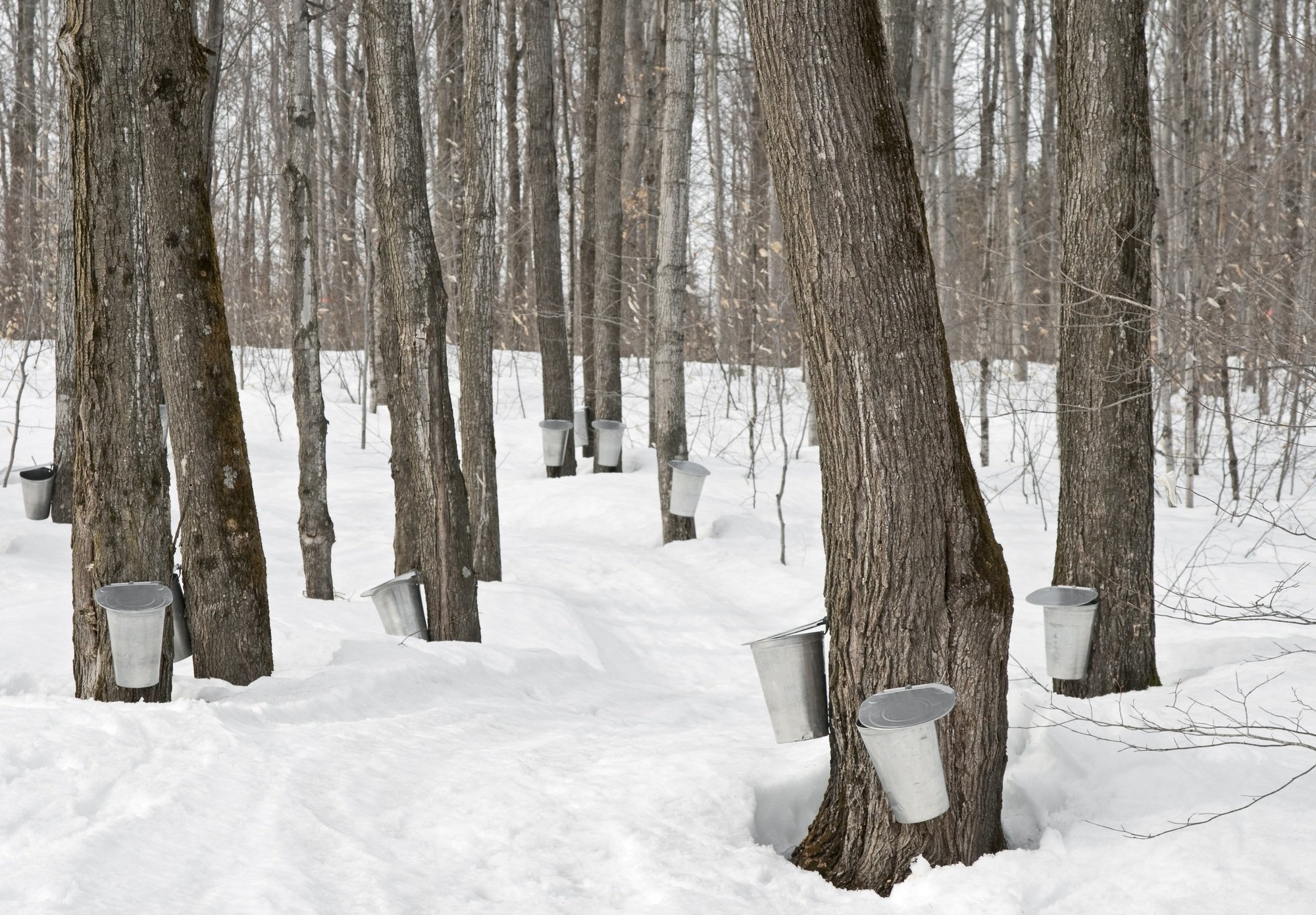 Maple sap is collected in buckets once the trees are tapped