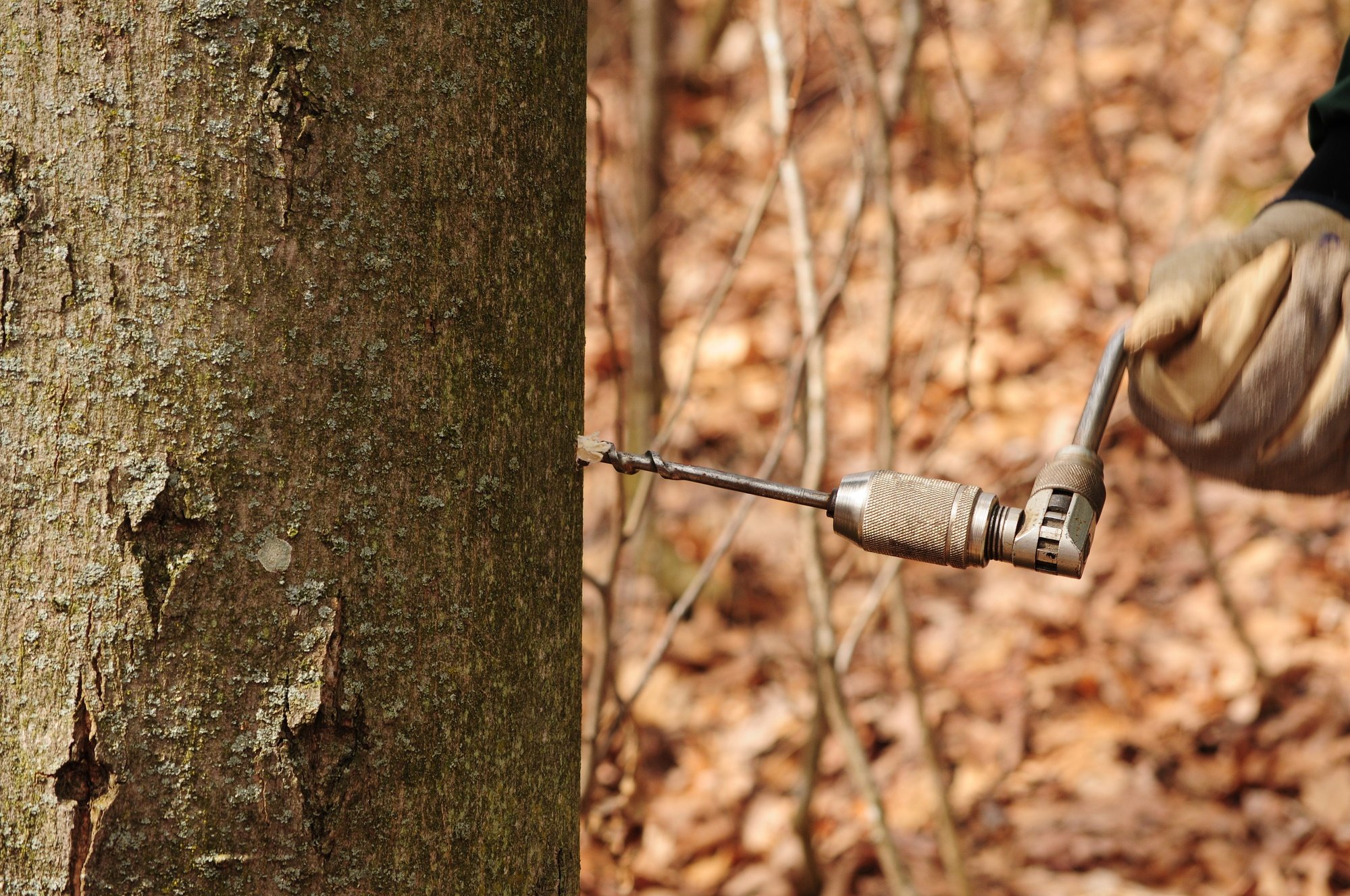Learn how to drill a hole in a maple tree for sap collection at a maple syrup festival in Canada