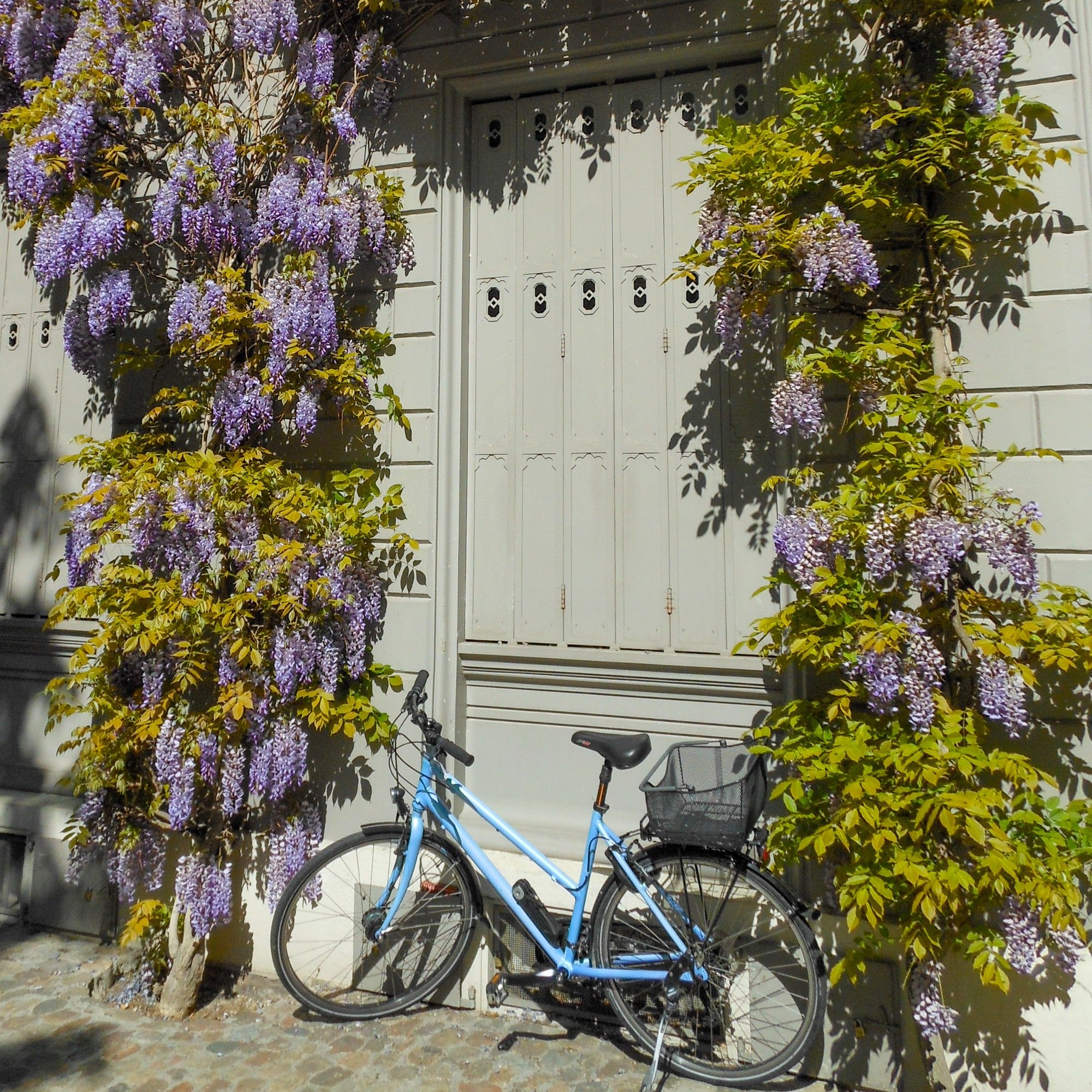 Bicycle surrounded by wisteria in Basel, Switzerland