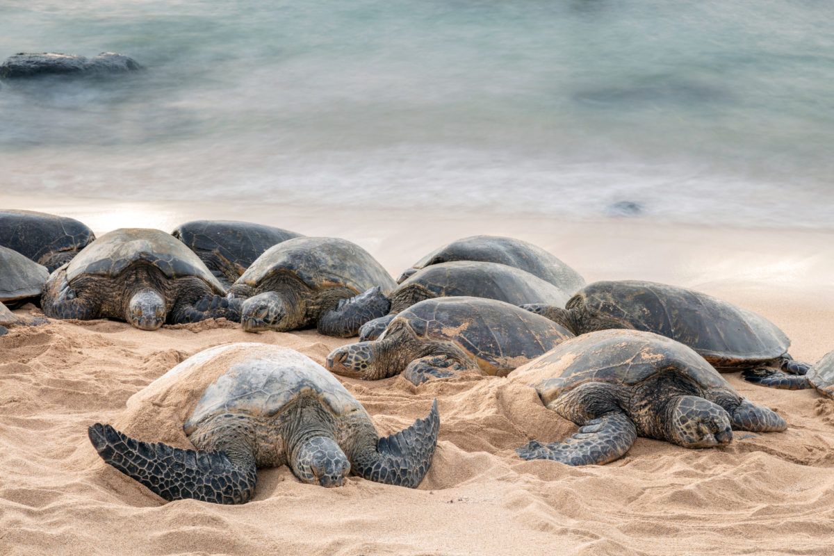 Sea turtles at Ho-okipa Beach