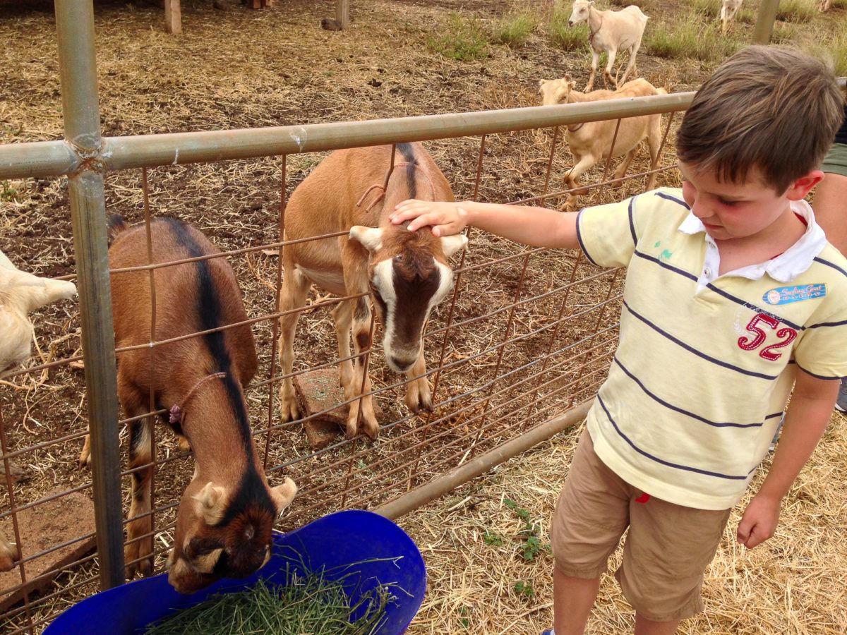 Little boy feeding goats at Surfing Goat Dairy