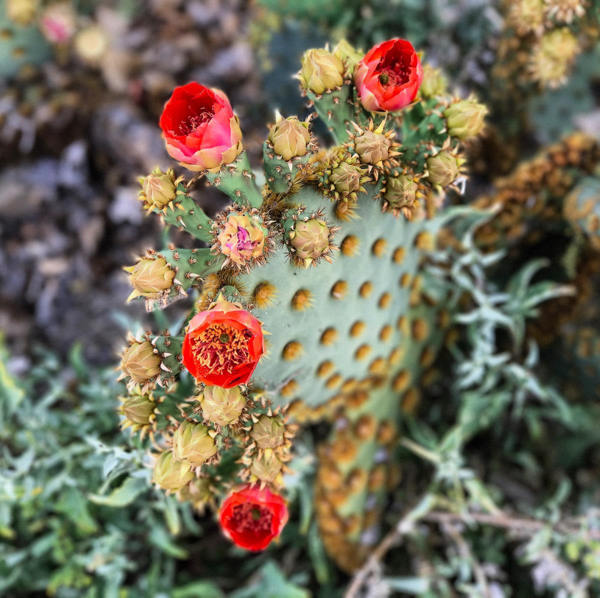 Prickly pear cactus blossoms in Arizona