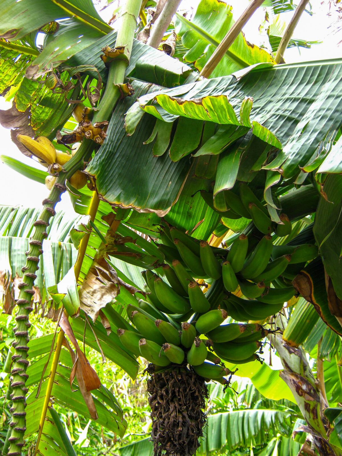 Bananas growing in the San Diego Botanic Garden Subtropical Fruit Garden